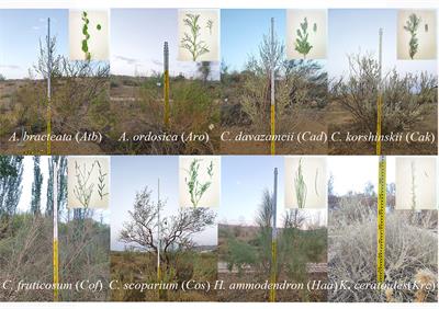 Hydraulic trade-off and coordination strategies mediated by leaf functional traits of desert shrubs